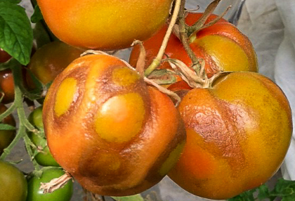 Alertan que se detecto virus rugoso del tomate en una plantación de Luján