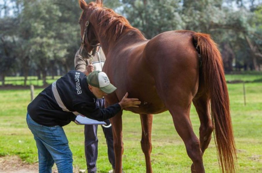 Campaña de prevención de la encefalomielitis equina