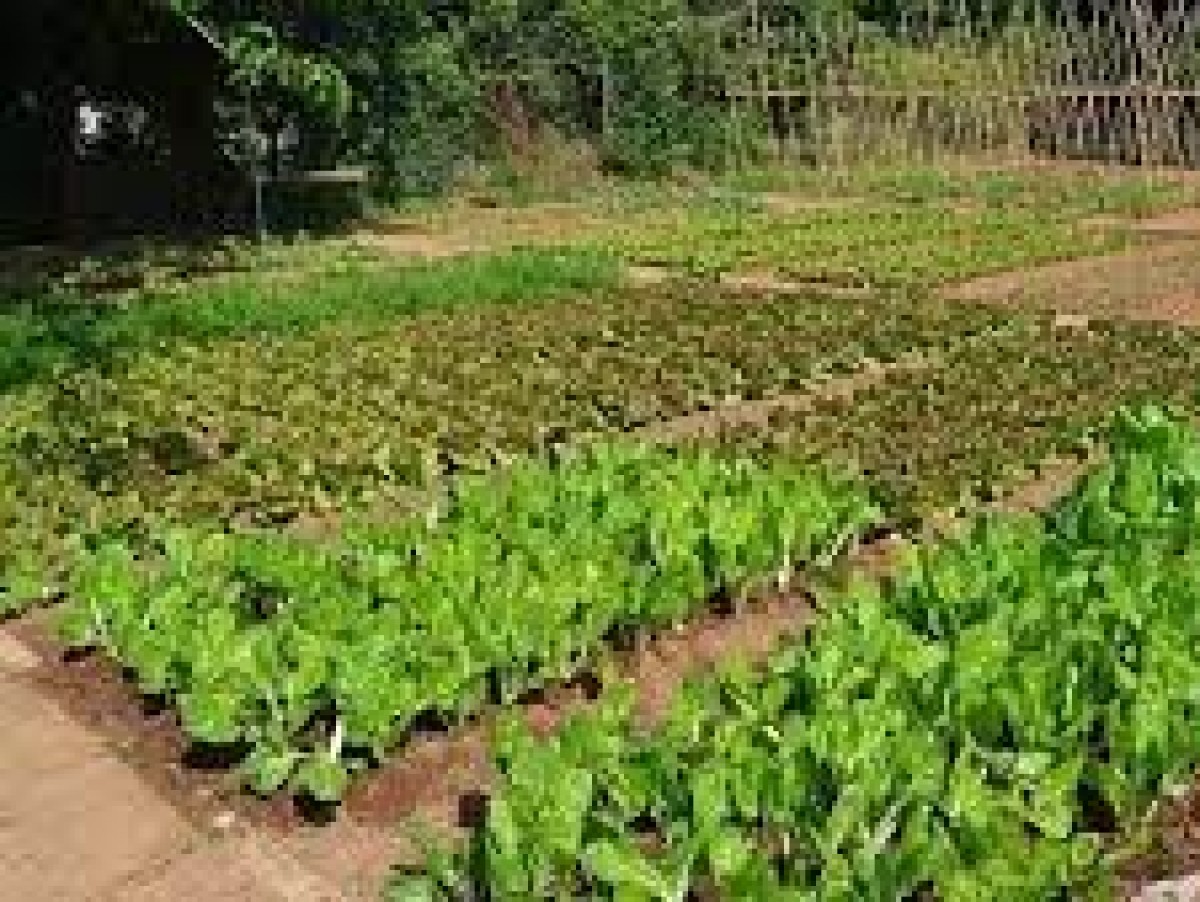 Se realizará una capacitación docente sobre huerta en el Udaondo