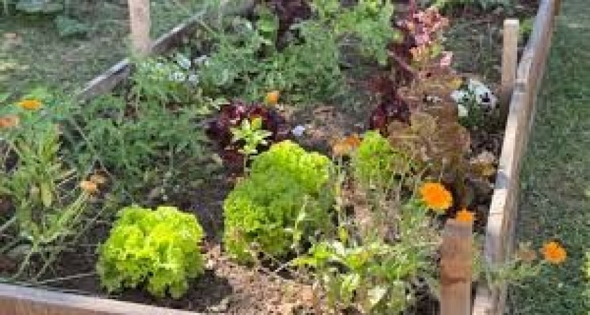 Alimentación consciente: Se brindará una capacitación docente sobre huerta agroecológica