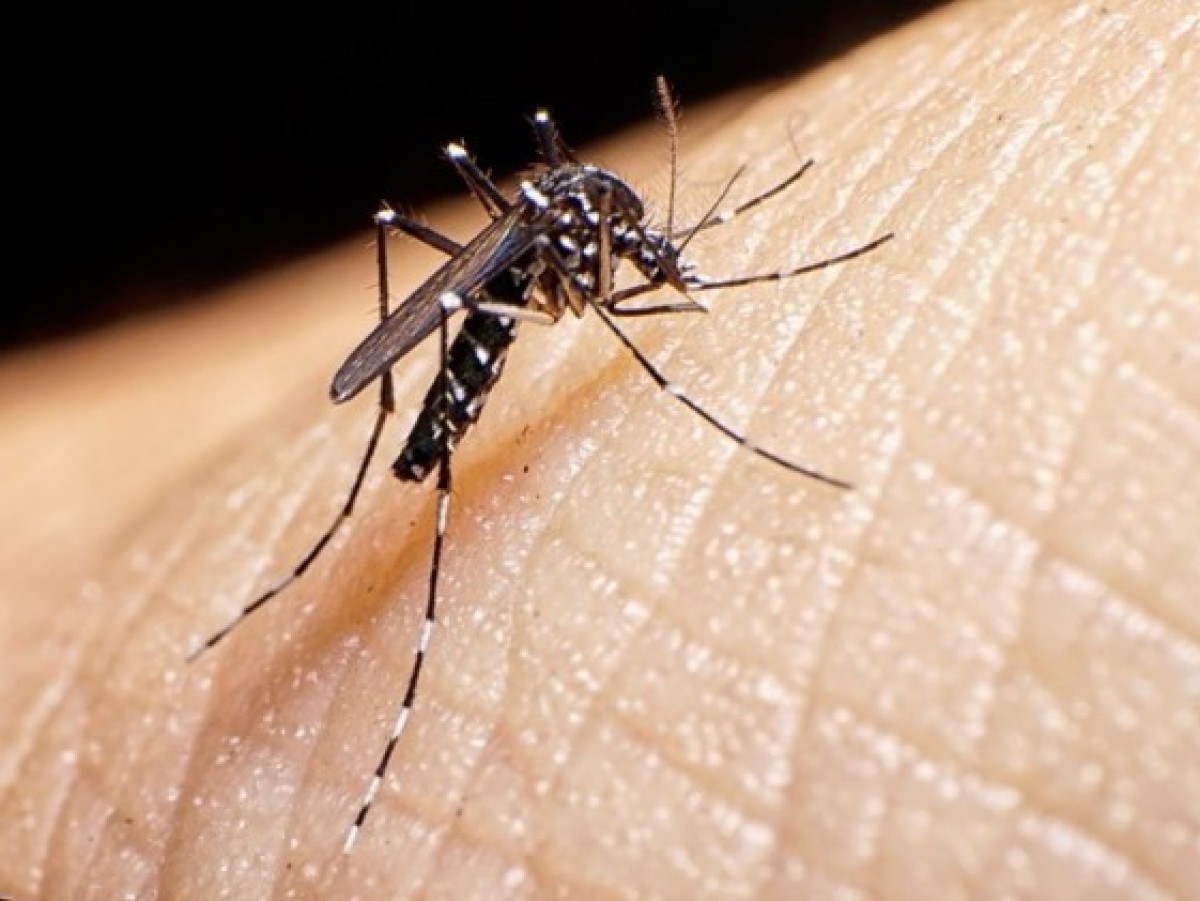 La mejor defensa contra el dengue en la prevención