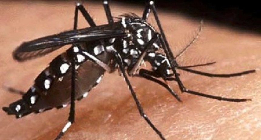 La comunidad es el motor clave para evitar la propagación del dengue