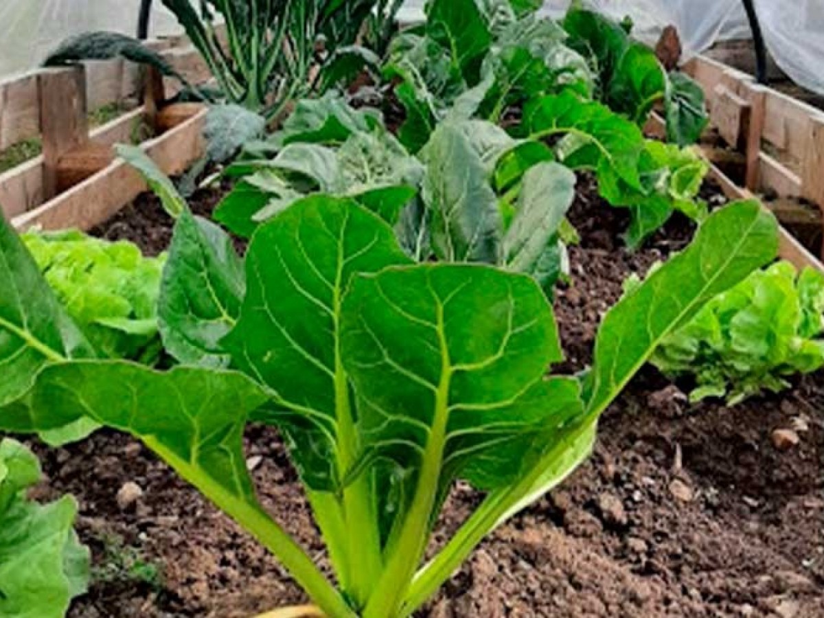 Se realizará un taller sobre soberanía alimentaria en el Museo Udaondo