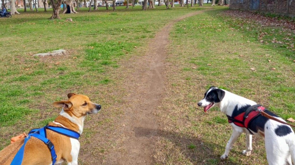 El Municipio invita a la comunidad a celebrar el Día del Animal con actividades para toda la familia