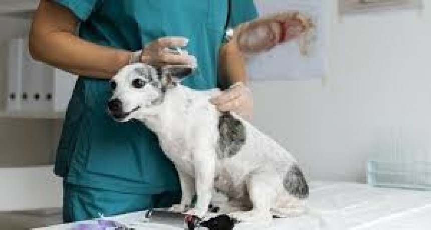 Zoonosis: nuevas fechas de la Campaña de Vacunación Antirrábica