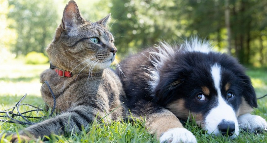 Comenzó un nuevo programa en Radio Pública Luján sobre proteccionismo y cuidado animal