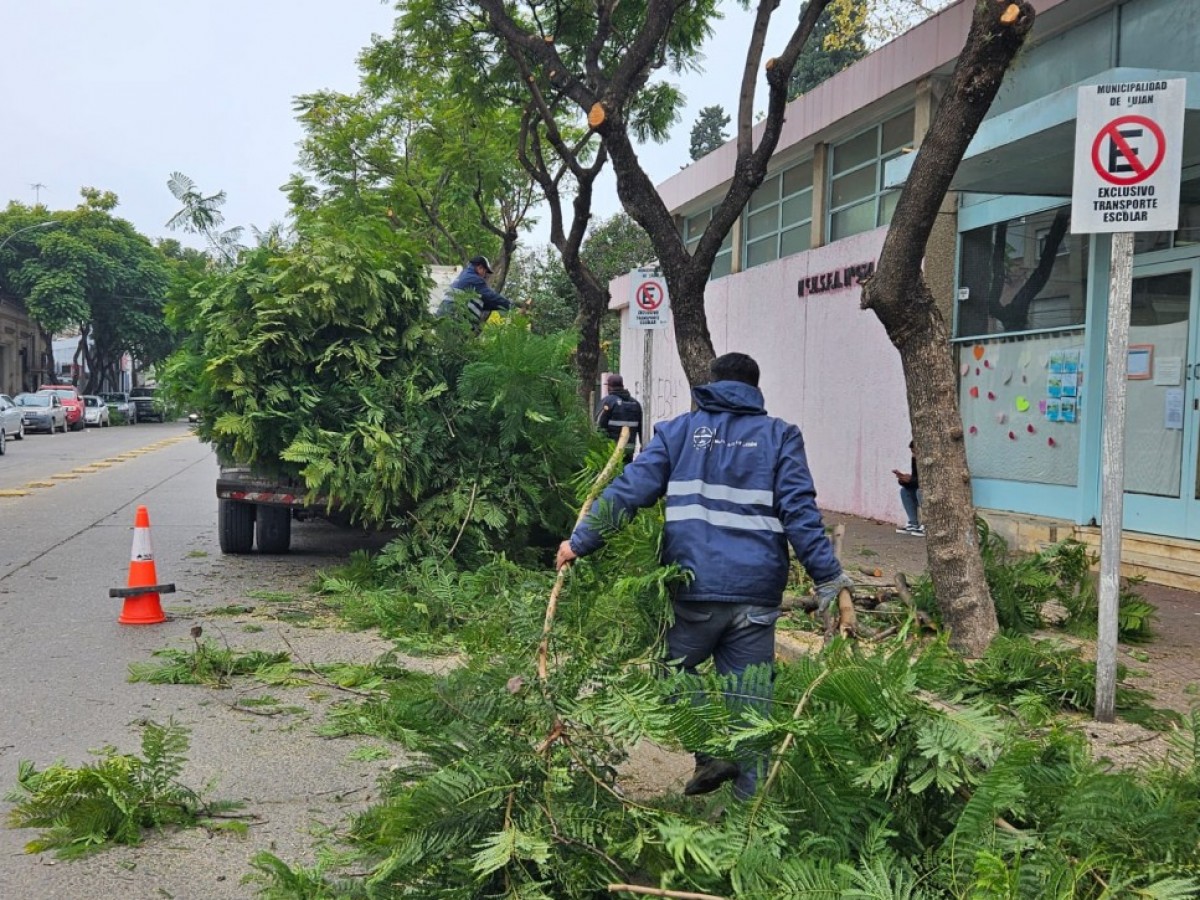 El Municipio inició trabajos de poda programada en la zona céntrica