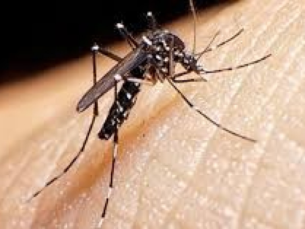 Dengue: permanencia y efectos en el cuerpo 