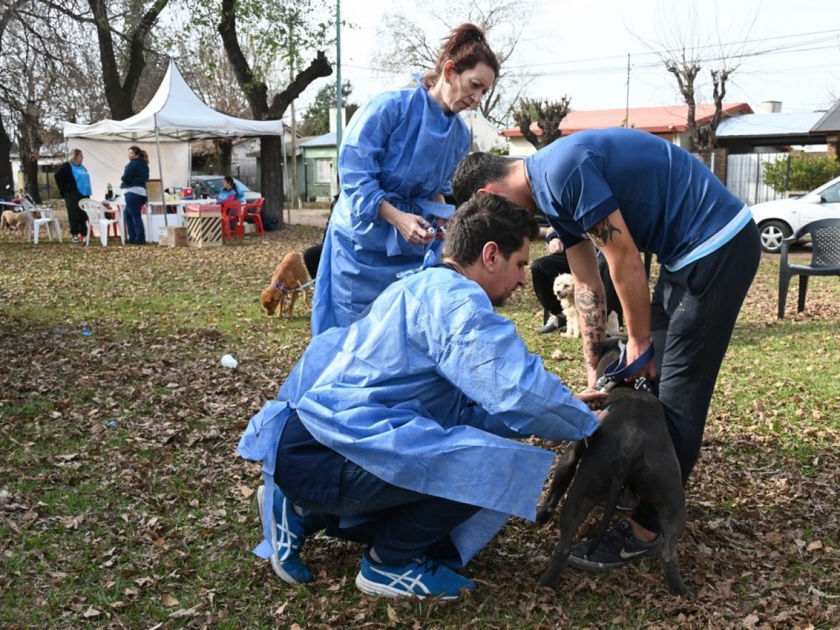 Jornada de castración y vacunación en el barrio San Cayetano 