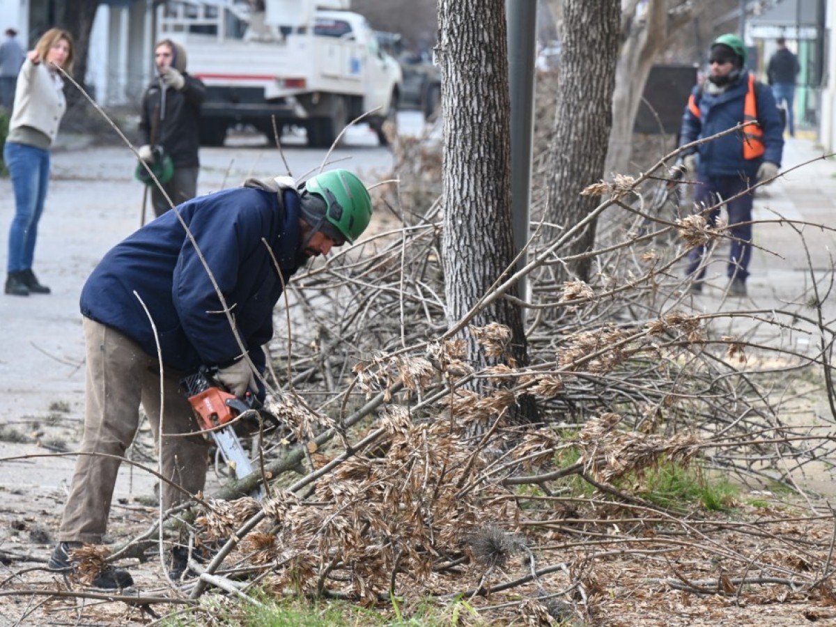 Continúan los trabajos de poda en la zona céntrica 