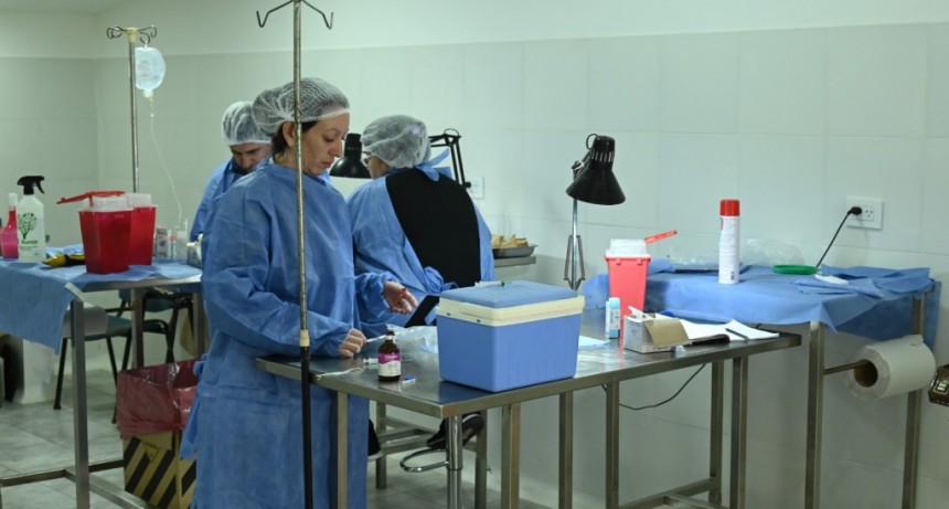 Salud Animal: el Municipio duplicó la cantidad de castraciones mensuales 