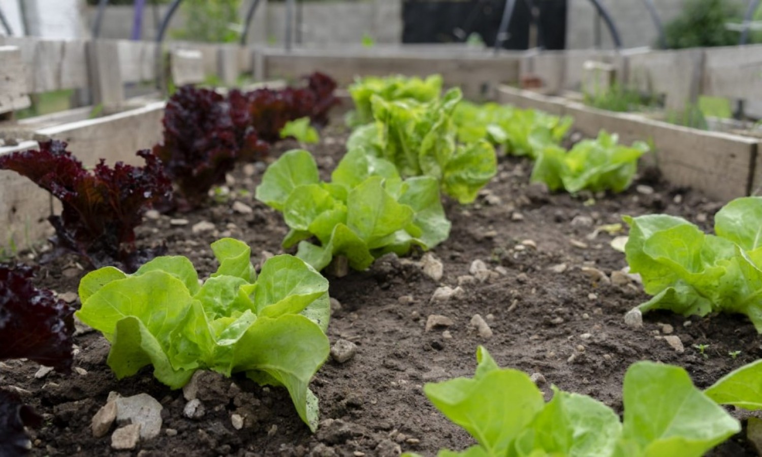 Mes de la Agroecología: visitas a productores e inauguración de la Huerta Municipal 
