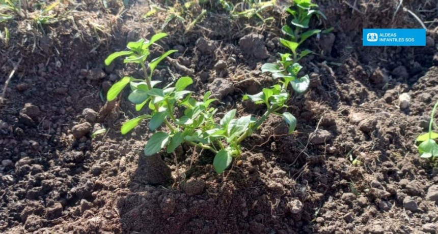 Taller de Huerta: Cultivando lazos y habilidades en adolescentes y jóvenes de la Filial Luján de Aldeas Infantiles SOS Argentina