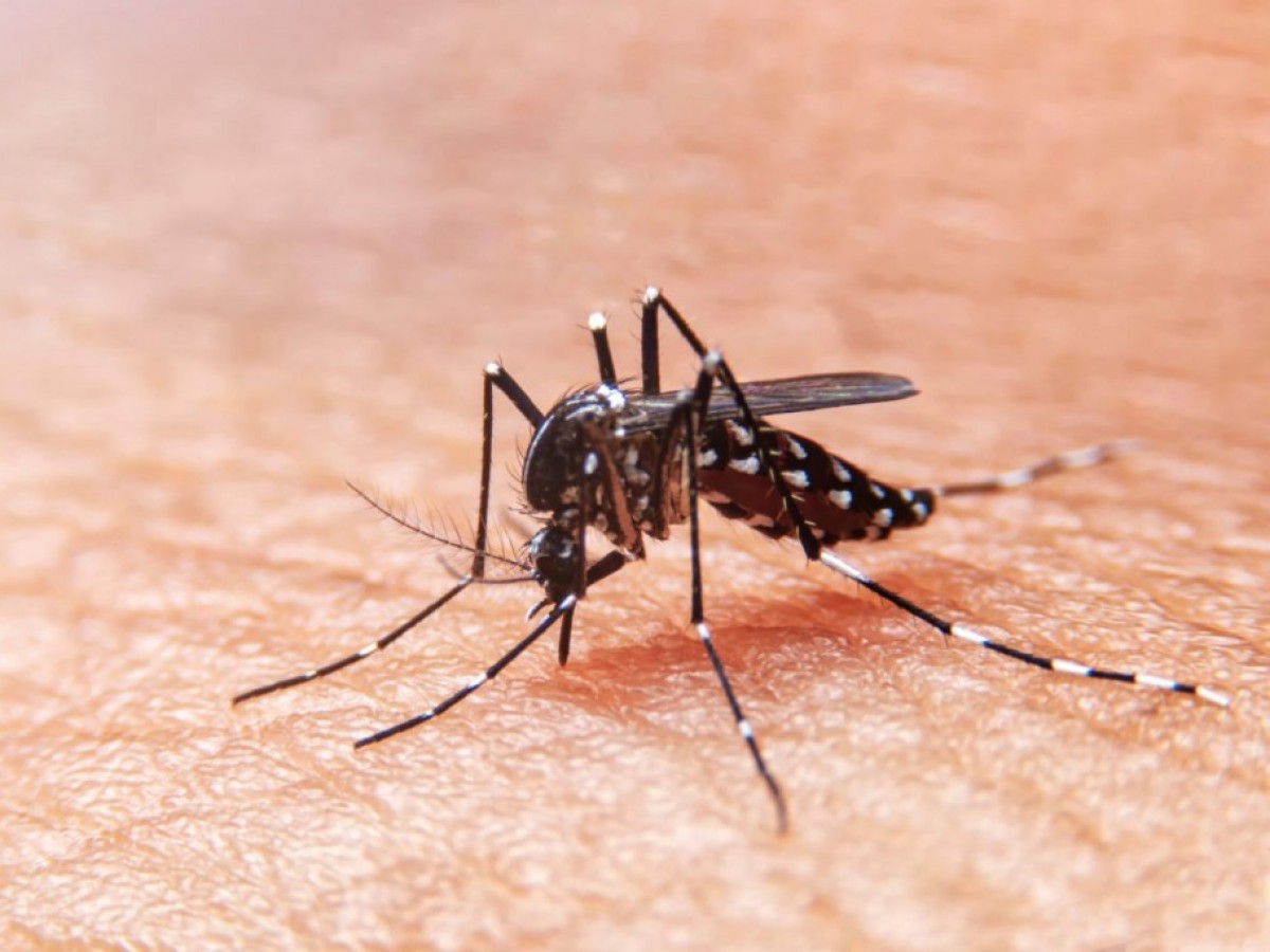 Campaña de prevención contra el Dengue, Zika y Chikungunya
